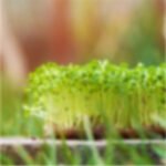 Agriculture miracle you don’t know about